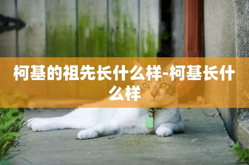 柯基的祖先長什么樣-柯基長什么樣