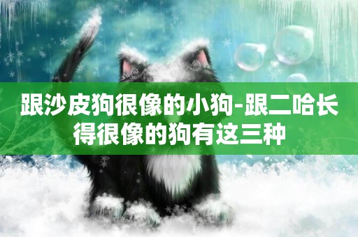 跟沙皮狗很像的小狗-跟二哈長得很像的狗有這三種