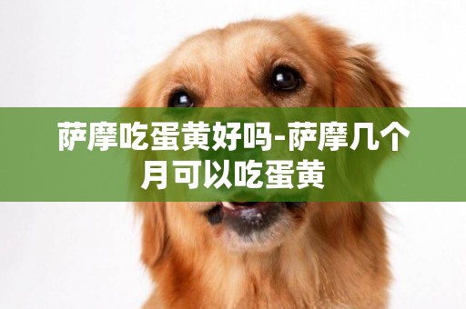 薩摩吃蛋黃好嗎-薩摩幾個月可以吃蛋黃