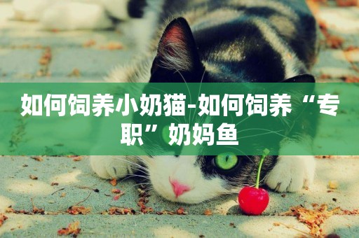 如何飼養小奶貓-如何飼養“專職”奶媽魚