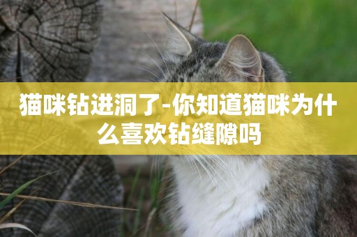貓咪鉆進洞了-你知道貓咪為什么喜歡鉆縫隙嗎