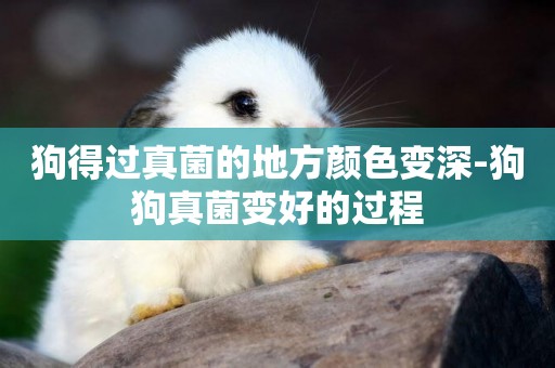 狗得過真菌的地方顏色變深-狗狗真菌變好的過程