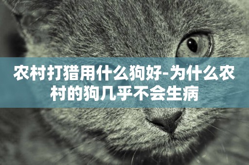 農村打獵用什么狗好-為什么農村的狗幾乎不會生病