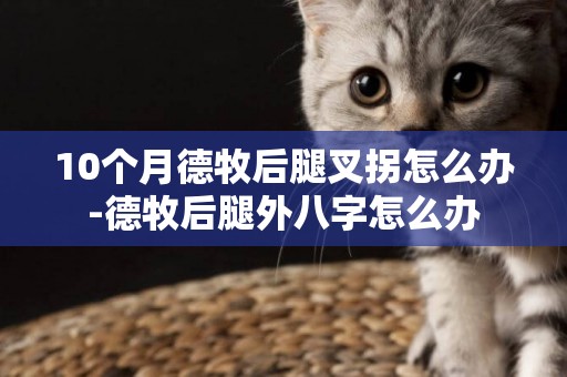 10個月德牧后腿叉拐怎么辦-德牧后腿外八字怎么辦