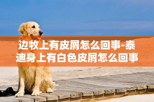 邊牧上有皮屑怎么回事-泰迪身上有白色皮屑怎么回事