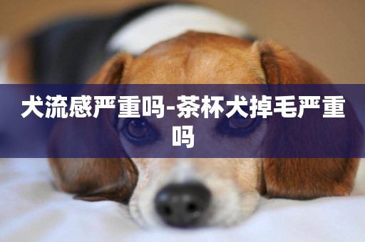 犬流感嚴重嗎-茶杯犬掉毛嚴重嗎