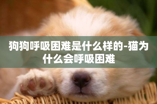 狗狗呼吸困難是什么樣的-貓為什么會呼吸困難