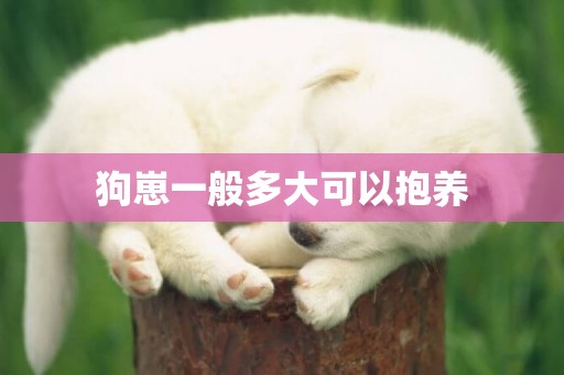 狗崽一般多大可以抱養