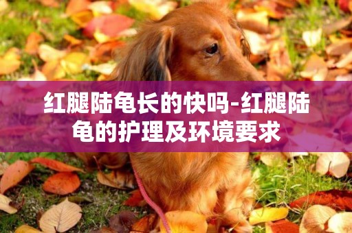 紅腿陸龜長的快嗎-紅腿陸龜的護理及環境要求