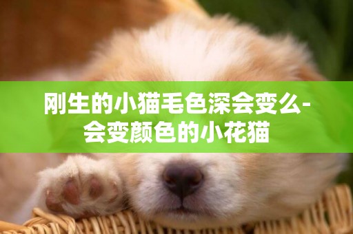 剛生的小貓毛色深會變么-會變顏色的小花貓