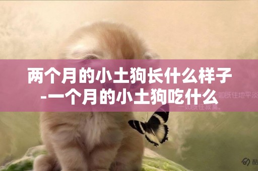 兩個月的小土狗長什么樣子-一個月的小土狗吃什么