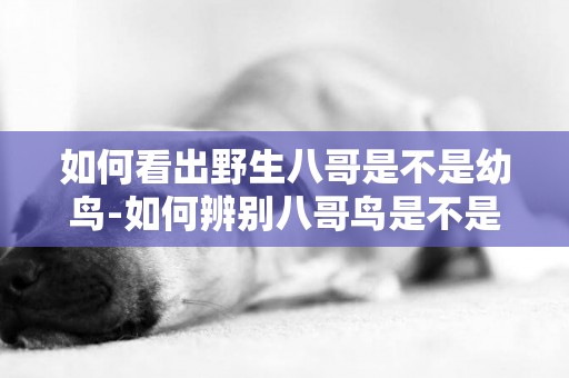 如何看出野生八哥是不是幼鳥-如何辨別八哥鳥是不是野生的