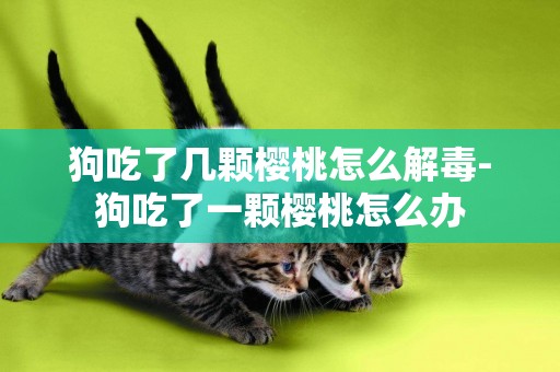 狗吃了幾顆櫻桃怎么解毒-狗吃了一顆櫻桃怎么辦