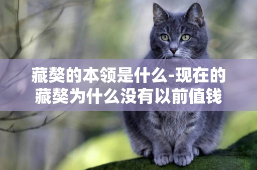 藏獒的本領是什么-現在的藏獒為什么沒有以前值錢
