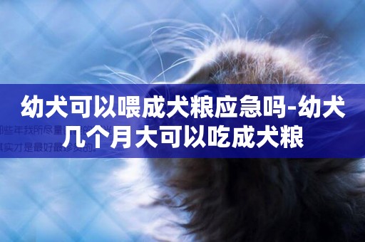 幼犬可以喂成犬糧應急嗎-幼犬幾個月大可以吃成犬糧