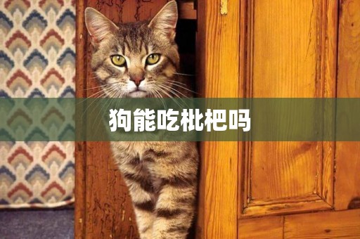 狗能吃枇杷嗎