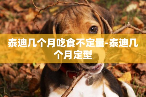 泰迪幾個月吃食不定量-泰迪幾個月定型