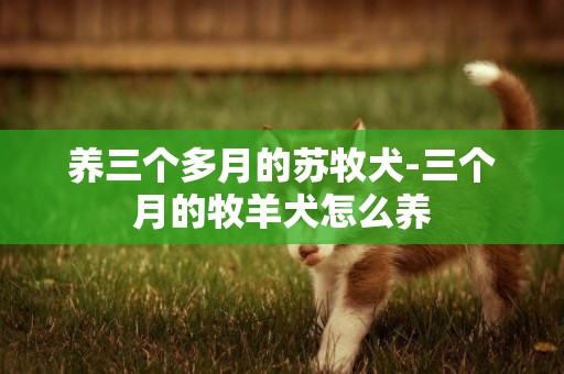 養三個多月的蘇牧犬-三個月的牧羊犬怎么養