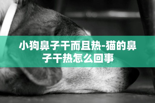 小狗鼻子干而且熱-貓的鼻子干熱怎么回事