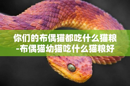 你們的布偶貓都吃什么貓糧-布偶貓幼貓吃什么貓糧好