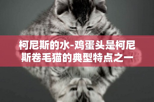 柯尼斯的水-雞蛋頭是柯尼斯卷毛貓的典型特點之一