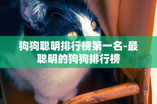狗狗聰明排行榜第一名-最聰明的狗狗排行榜
