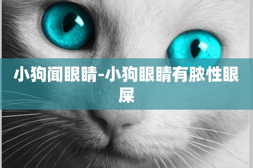 小狗聞眼睛-小狗眼睛有膿性眼屎