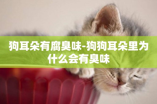 狗耳朵有腐臭味-狗狗耳朵里為什么會有臭味