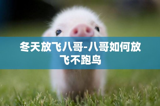 冬天放飛八哥-八哥如何放飛不跑鳥