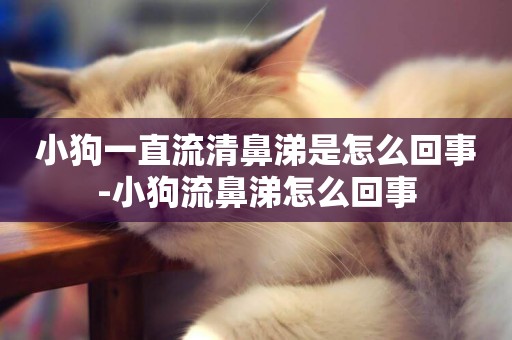 小狗一直流清鼻涕是怎么回事-小狗流鼻涕怎么回事