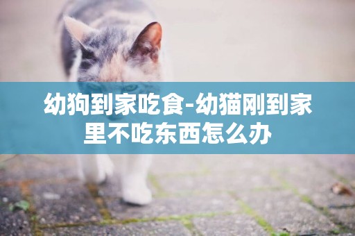 幼狗到家吃食-幼貓剛到家里不吃東西怎么辦