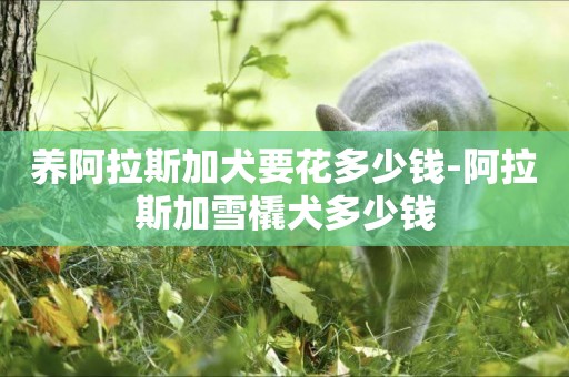 養阿拉斯加犬要花多少錢-阿拉斯加雪橇犬多少錢