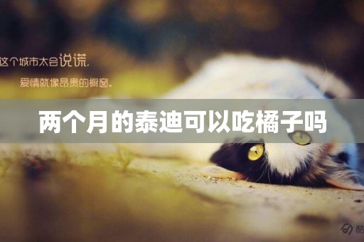 兩個月的泰迪可以吃橘子嗎