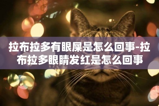 拉布拉多有眼屎是怎么回事-拉布拉多眼睛發紅是怎么回事