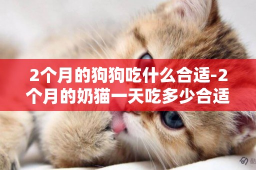 2個月的狗狗吃什么合適-2個月的奶貓一天吃多少合適