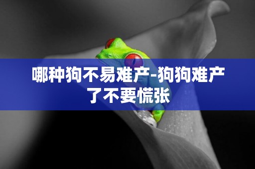 哪種狗不易難產-狗狗難產了不要慌張
