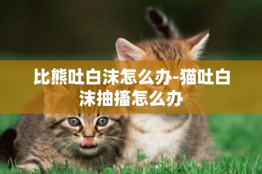 比熊吐白沫怎么辦-貓吐白沫抽搐怎么辦