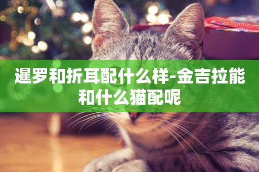 暹羅和折耳配什么樣-金吉拉能和什么貓配呢