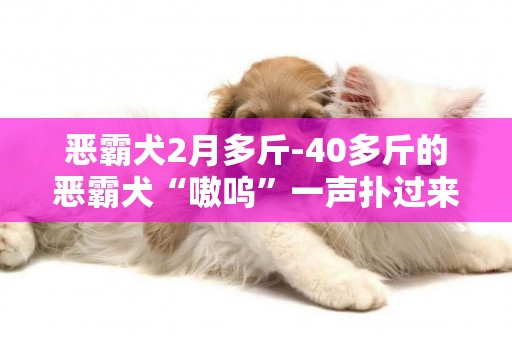 惡霸犬2月多斤-40多斤的惡霸犬“嗷嗚”一聲撲過來