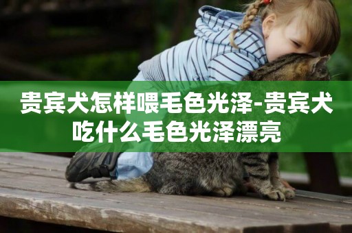 貴賓犬怎樣喂毛色光澤-貴賓犬吃什么毛色光澤漂亮