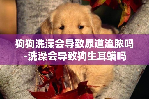 狗狗洗澡會導致尿道流膿嗎-洗澡會導致狗生耳螨嗎