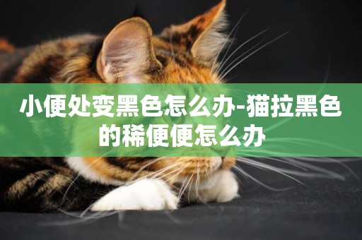 小便處變黑色怎么辦-貓拉黑色的稀便便怎么辦