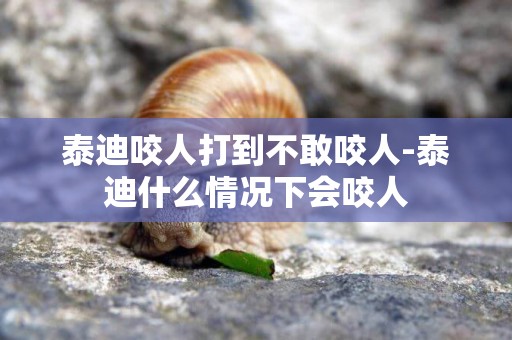 泰迪咬人打到不敢咬人-泰迪什么情況下會咬人