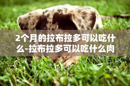 2個月的拉布拉多可以吃什么-拉布拉多可以吃什么肉