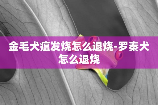 金毛犬瘟發燒怎么退燒-羅秦犬怎么退燒