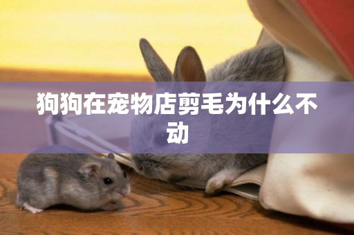 狗狗在寵物店剪毛為什么不動