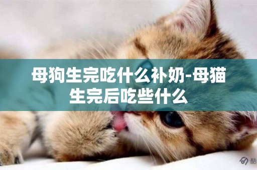 母狗生完吃什么補奶-母貓生完后吃些什么