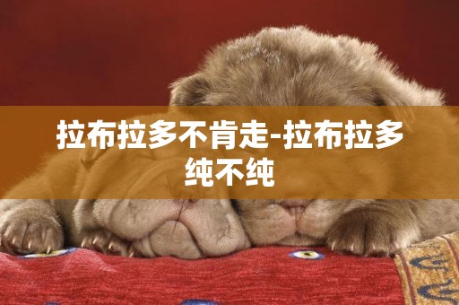 拉布拉多不肯走-拉布拉多純不純