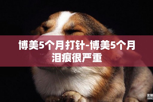 博美5個月打針-博美5個月淚痕很嚴重