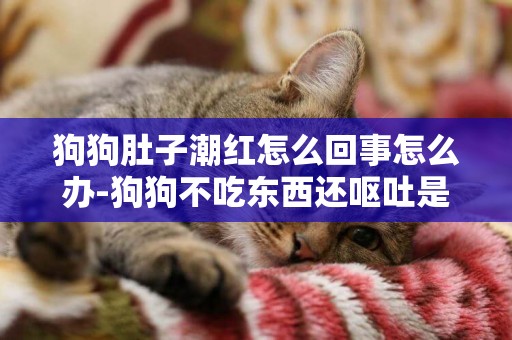 狗狗肚子潮紅怎么回事怎么辦-狗狗不吃東西還嘔吐是怎么回事